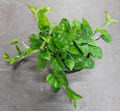 Emerald Pothos